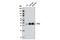 Orthodenticle Homeobox 2 antibody, 11943S, Cell Signaling Technology, Western Blot image 