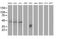 SH2 Domain Containing 2A antibody, MA5-25898, Invitrogen Antibodies, Western Blot image 