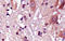 Aquaporin 4 antibody, 250547, Abbiotec, Immunohistochemistry paraffin image 