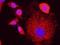 ATM Interactor antibody, NBP1-79016, Novus Biologicals, Proximity Ligation Assay image 