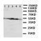 ST13 Hsp70 Interacting Protein antibody, orb97061, Biorbyt, Western Blot image 