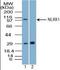 NLR family member X1 antibody, orb96300, Biorbyt, Western Blot image 