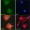Delta Like Canonical Notch Ligand 1 antibody, LS-C112754, Lifespan Biosciences, Immunofluorescence image 