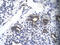 40S ribosomal protein S16 antibody, ARP33535_T100, Aviva Systems Biology, Immunohistochemistry frozen image 