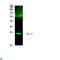 Cardiotrophin-1 antibody, LS-C813351, Lifespan Biosciences, Western Blot image 