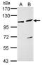DEAD-Box Helicase 46 antibody, GTX115309, GeneTex, Western Blot image 