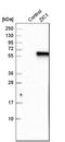 Zinc finger protein ZIC 1 antibody, HPA004098, Atlas Antibodies, Western Blot image 