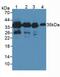 Pyridoxal Kinase antibody, MBS2028737, MyBioSource, Western Blot image 