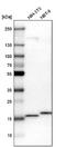 NADH dehydrogenase [ubiquinone] iron-sulfur protein 4, mitochondrial antibody, NBP1-89026, Novus Biologicals, Western Blot image 