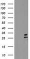 Polysaccharide Biosynthesis Domain Containing 1 antibody, MA5-25601, Invitrogen Antibodies, Western Blot image 