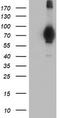 MIER Family Member 2 antibody, TA504260, Origene, Western Blot image 