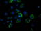 NADH:Ubiquinone Oxidoreductase Subunit A7 antibody, LS-C172830, Lifespan Biosciences, Immunofluorescence image 