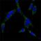 Hspa1 antibody, NBP1-51592, Novus Biologicals, Immunofluorescence image 