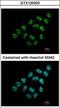 Nucleolar Protein 12 antibody, GTX120303, GeneTex, Immunofluorescence image 