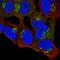 Proline Rich 36 antibody, NBP2-49372, Novus Biologicals, Immunocytochemistry image 