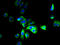 Solute carrier family 12 member 9 antibody, A60922-100, Epigentek, Immunofluorescence image 