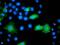 ADP-ribosylation factor GTPase-activating protein 1 antibody, MA5-25467, Invitrogen Antibodies, Immunocytochemistry image 