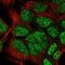 Homeobox protein Hox-C9 antibody, HPA063965, Atlas Antibodies, Immunofluorescence image 