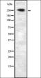 Phospholipase C Epsilon 1 antibody, orb335375, Biorbyt, Western Blot image 