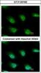 KH And NYN Domain Containing antibody, GTX120182, GeneTex, Immunocytochemistry image 