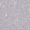 Protein regulator of cytokinesis 1 antibody, HPA034521, Atlas Antibodies, Immunohistochemistry frozen image 