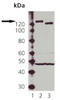 Nitric Oxide Synthase 3 antibody, ADI-KAP-NO020-F, Enzo Life Sciences, Western Blot image 