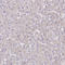 Asparaginyl-tRNA synthetase, cytoplasmic antibody, HPA040017, Atlas Antibodies, Immunohistochemistry frozen image 