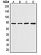 Protein artemis antibody, orb215265, Biorbyt, Western Blot image 