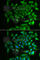 Retinol-binding protein 2 antibody, A6717, ABclonal Technology, Immunofluorescence image 