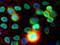 X-ray repair cross-complementing protein 5 antibody, AM03105PU-N, Origene, Immunofluorescence image 