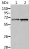 Delta-1-pyrroline-5-carboxylate dehydrogenase, mitochondrial antibody, LS-C401215, Lifespan Biosciences, Western Blot image 