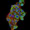 General receptor for phosphoinositides 1-associated scaffold protein antibody, orb157381, Biorbyt, Immunofluorescence image 