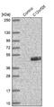 Myelin Regulatory Factor Like antibody, NBP2-14374, Novus Biologicals, Western Blot image 