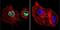 Peptidylprolyl Isomerase D antibody, GTX79245, GeneTex, Immunofluorescence image 