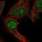 Regulator of G-protein signaling 12 antibody, NBP2-55755, Novus Biologicals, Immunocytochemistry image 