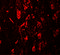 Leucine-rich repeat transmembrane neuronal protein 4 antibody, 6173, ProSci, Immunofluorescence image 