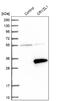 Crystallin Zeta Like 1 antibody, NBP1-89364, Novus Biologicals, Western Blot image 