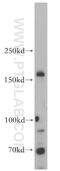 Myotubularin-related protein 4 antibody, 13488-1-AP, Proteintech Group, Western Blot image 