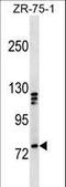 KIF3 antibody, LS-C159997, Lifespan Biosciences, Western Blot image 