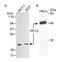 Replication Factor C Subunit 2 antibody, A300-142A, Bethyl Labs, Western Blot image 
