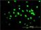 TAR DNA Binding Protein antibody, H00023435-M01, Novus Biologicals, Immunocytochemistry image 
