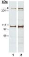 Nestin antibody, GTX30670, GeneTex, Western Blot image 