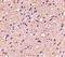 ELOVL Fatty Acid Elongase 6 antibody, PA5-20520, Invitrogen Antibodies, Immunohistochemistry paraffin image 