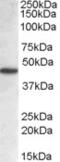 Neutrophil Cytosolic Factor 1 antibody, AHP647, Bio-Rad (formerly AbD Serotec) , Western Blot image 