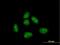 EP300 Interacting Inhibitor Of Differentiation 1 antibody, H00023741-B01P, Novus Biologicals, Immunofluorescence image 