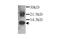 C-C Motif Chemokine Ligand 11 antibody, GTX27197, GeneTex, Western Blot image 