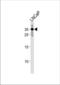 Ring Finger Protein 4 antibody, TA324595, Origene, Western Blot image 