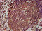 Probable G-protein coupled receptor 174 antibody, LS-C680544, Lifespan Biosciences, Immunohistochemistry paraffin image 