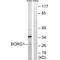 CDC42 Effector Protein 2 antibody, A10345, Boster Biological Technology, Western Blot image 