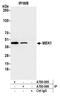 PVR Cell Adhesion Molecule antibody, A700-096, Bethyl Labs, Immunoprecipitation image 